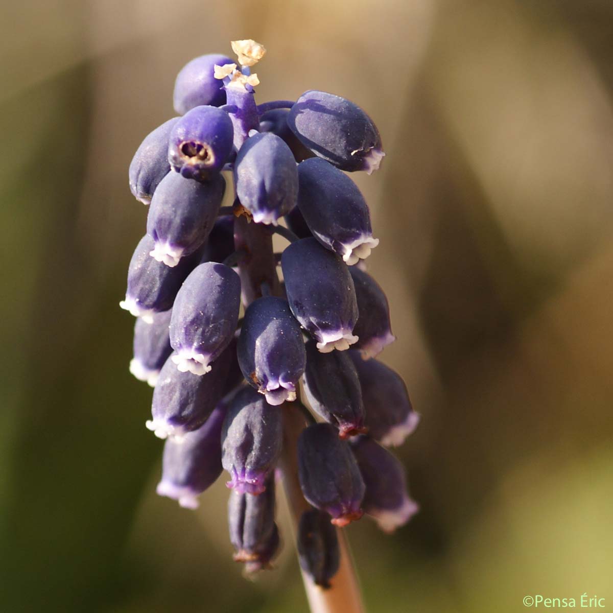 Muscari à grappe - Muscari neglectum