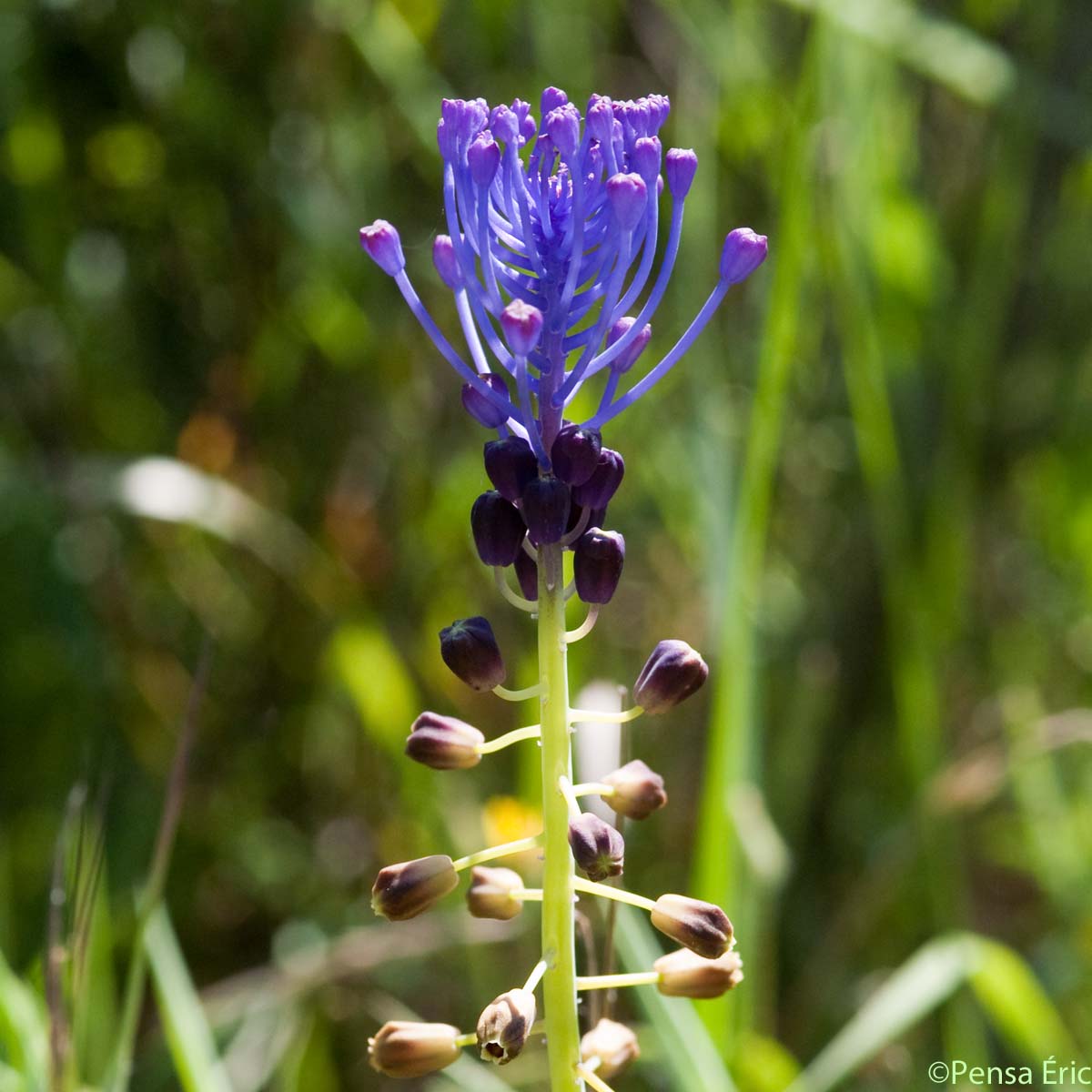 Muscari à toupet - Muscari comosum