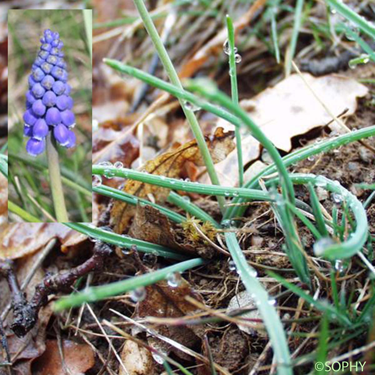 Muscari faux botryde - Muscari botryoides