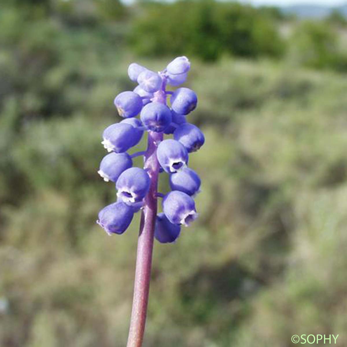 Muscari faux botryde - Muscari botryoides