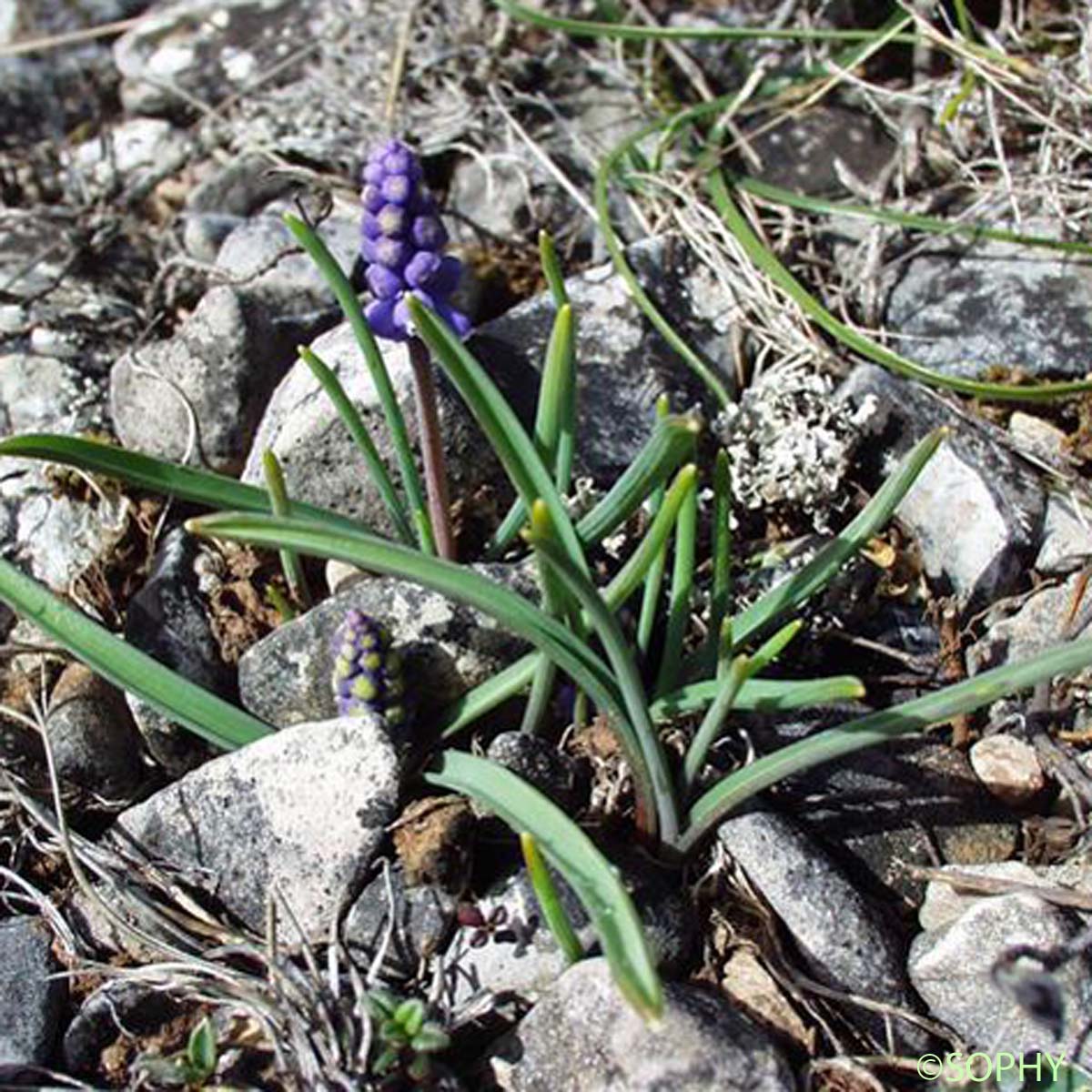 Muscari faux botryde - Muscari botryoides