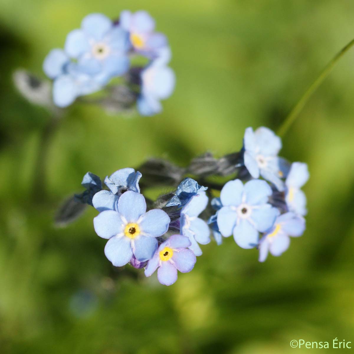 Myosotis des Alpes - Myosotis alpestris