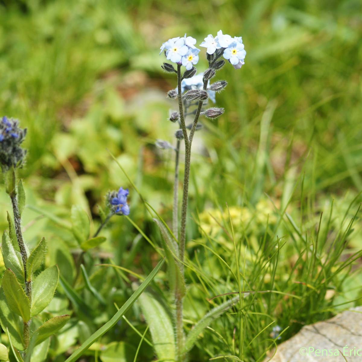 Myosotis des Alpes - Myosotis alpestris