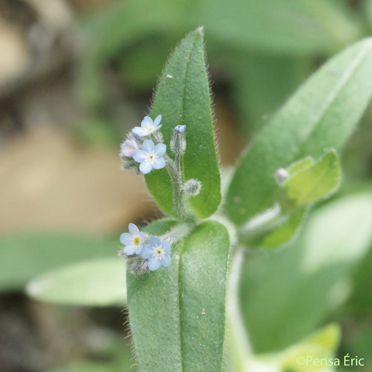 Myosotis des champs - Myosotis arvensis