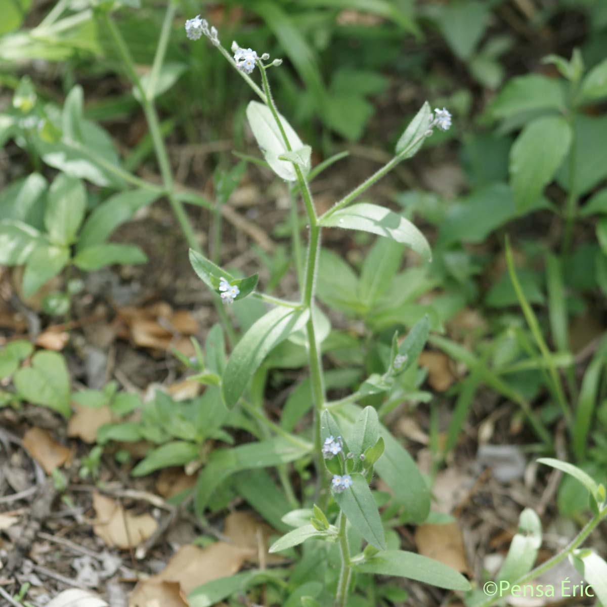 Myosotis des champs - Myosotis arvensis