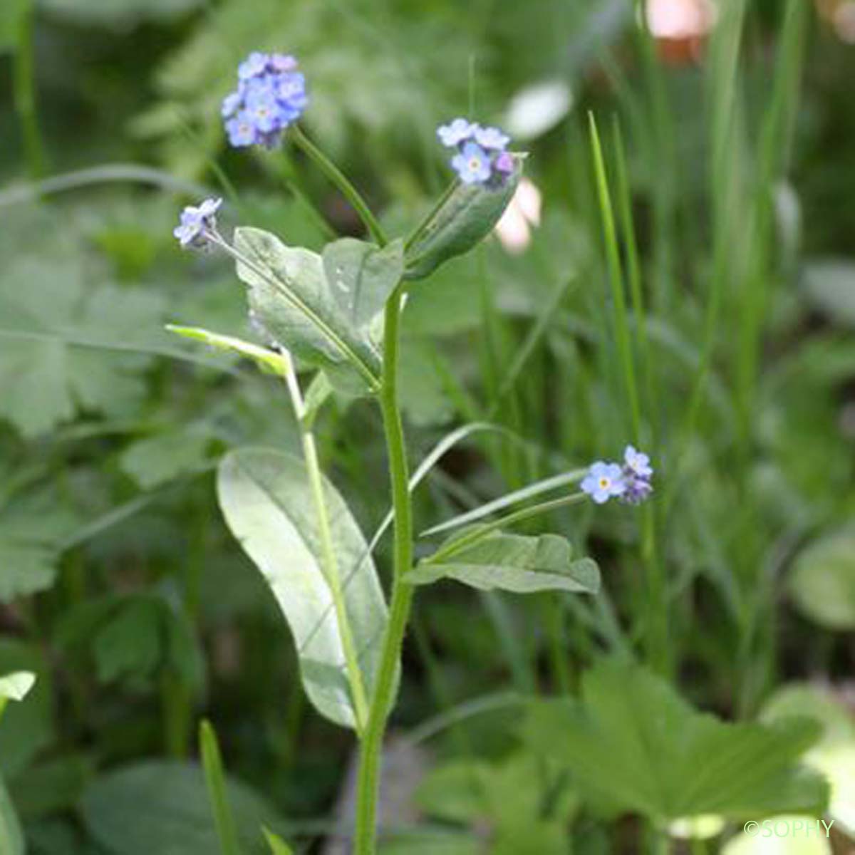 Myosotis des marais - Myosotis scorpioides