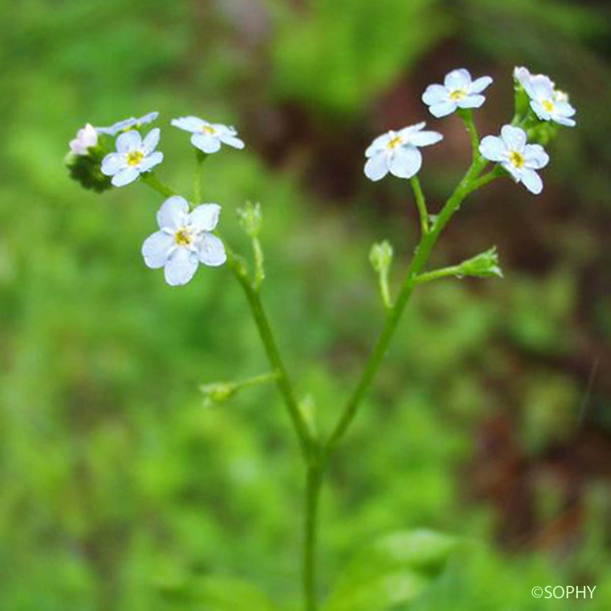 Myosotis des marais - Myosotis scorpioides