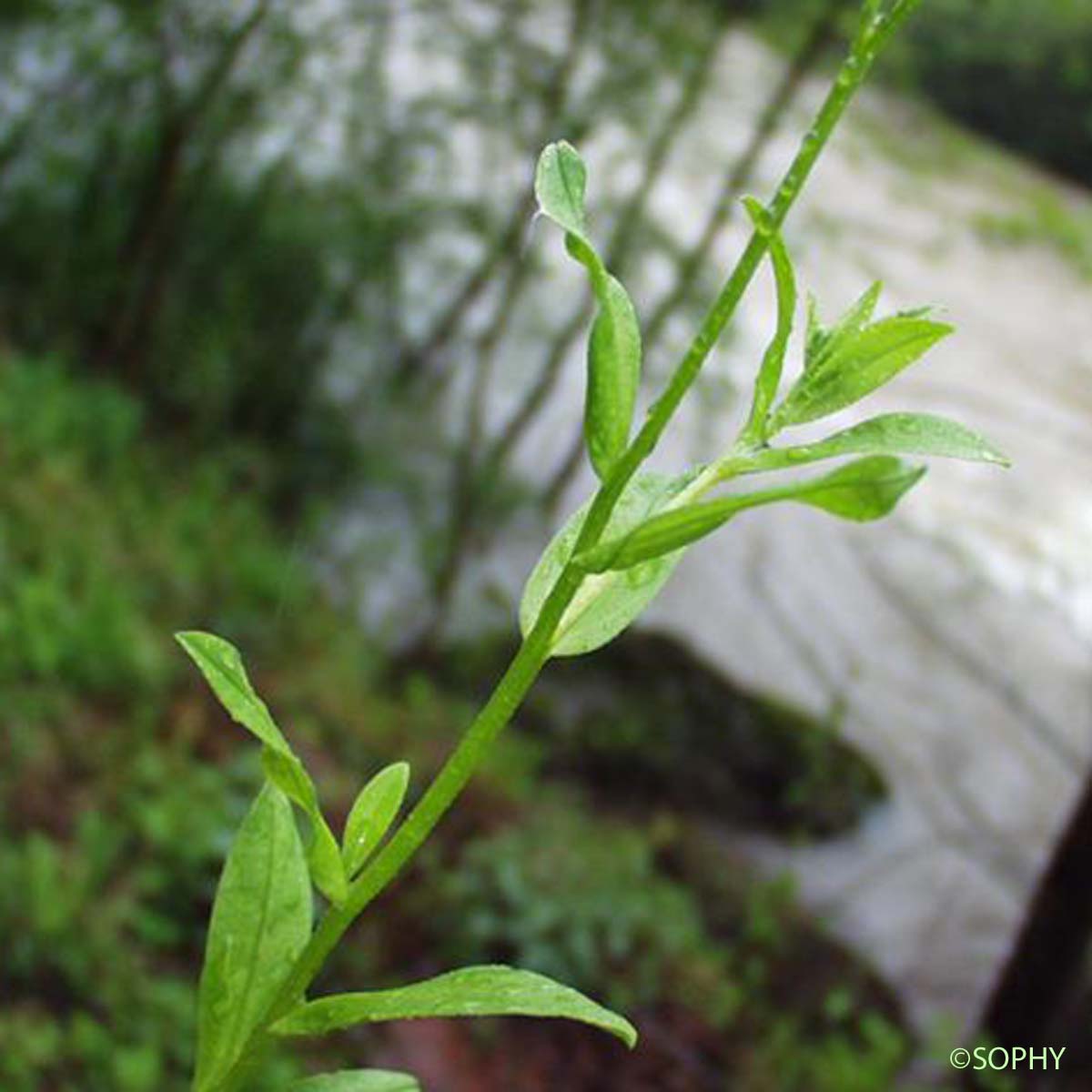 Myosotis des marais - Myosotis scorpioides