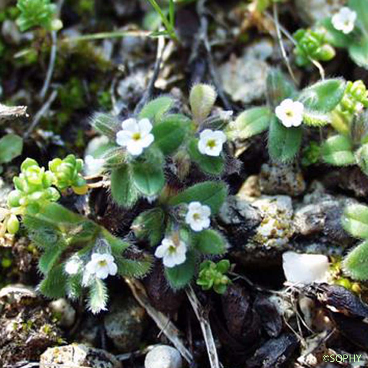 Myosotis fluet - Myosotis pusilla