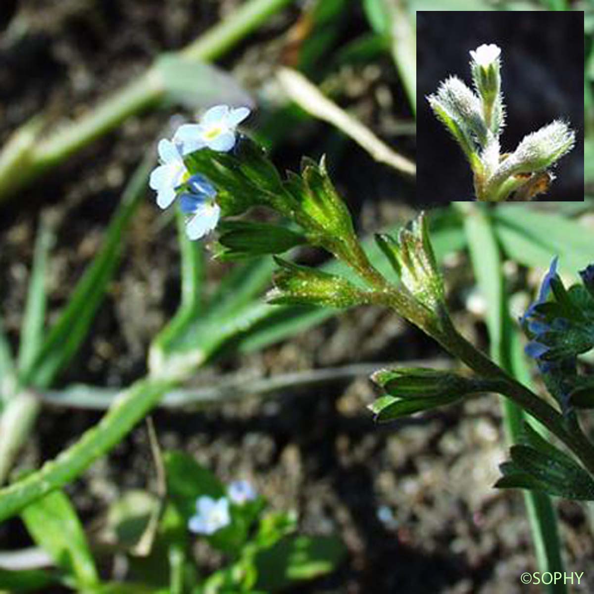 Myosotis fluet - Myosotis pusilla