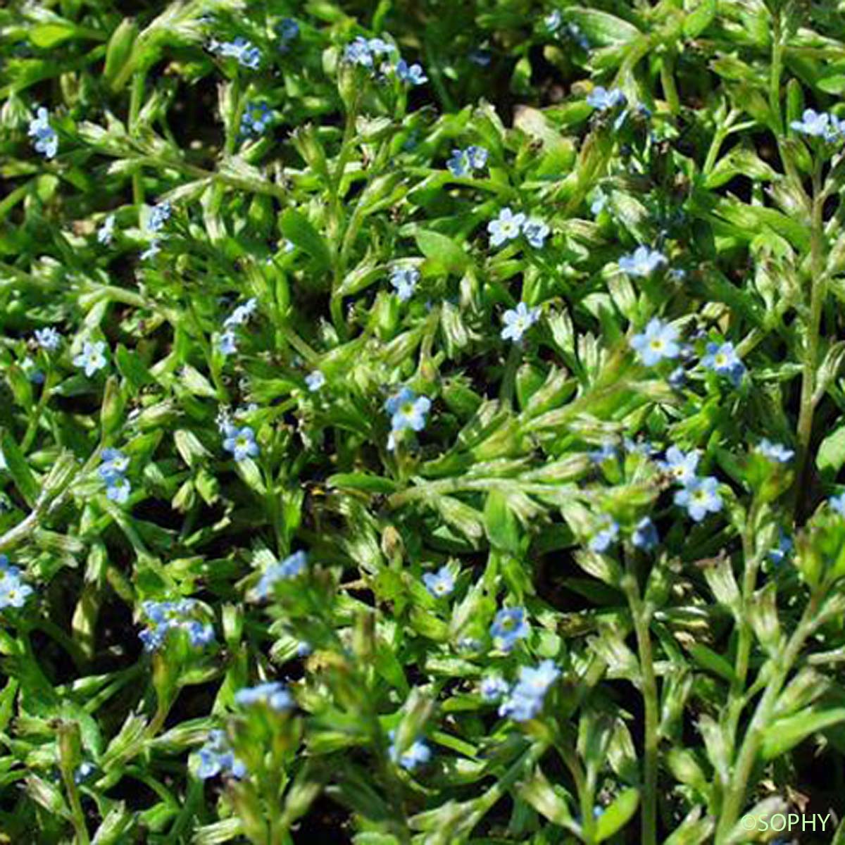 Myosotis fluet - Myosotis pusilla