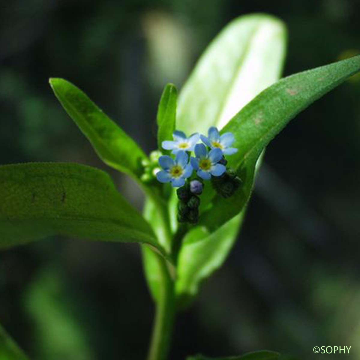 Myosotis gazonnant - Myosotis laxa subsp. cespitosa