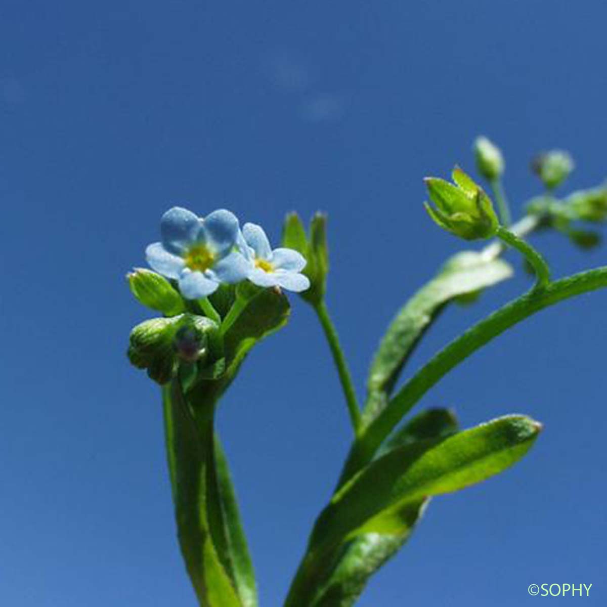 Myosotis gazonnant - Myosotis laxa subsp. cespitosa