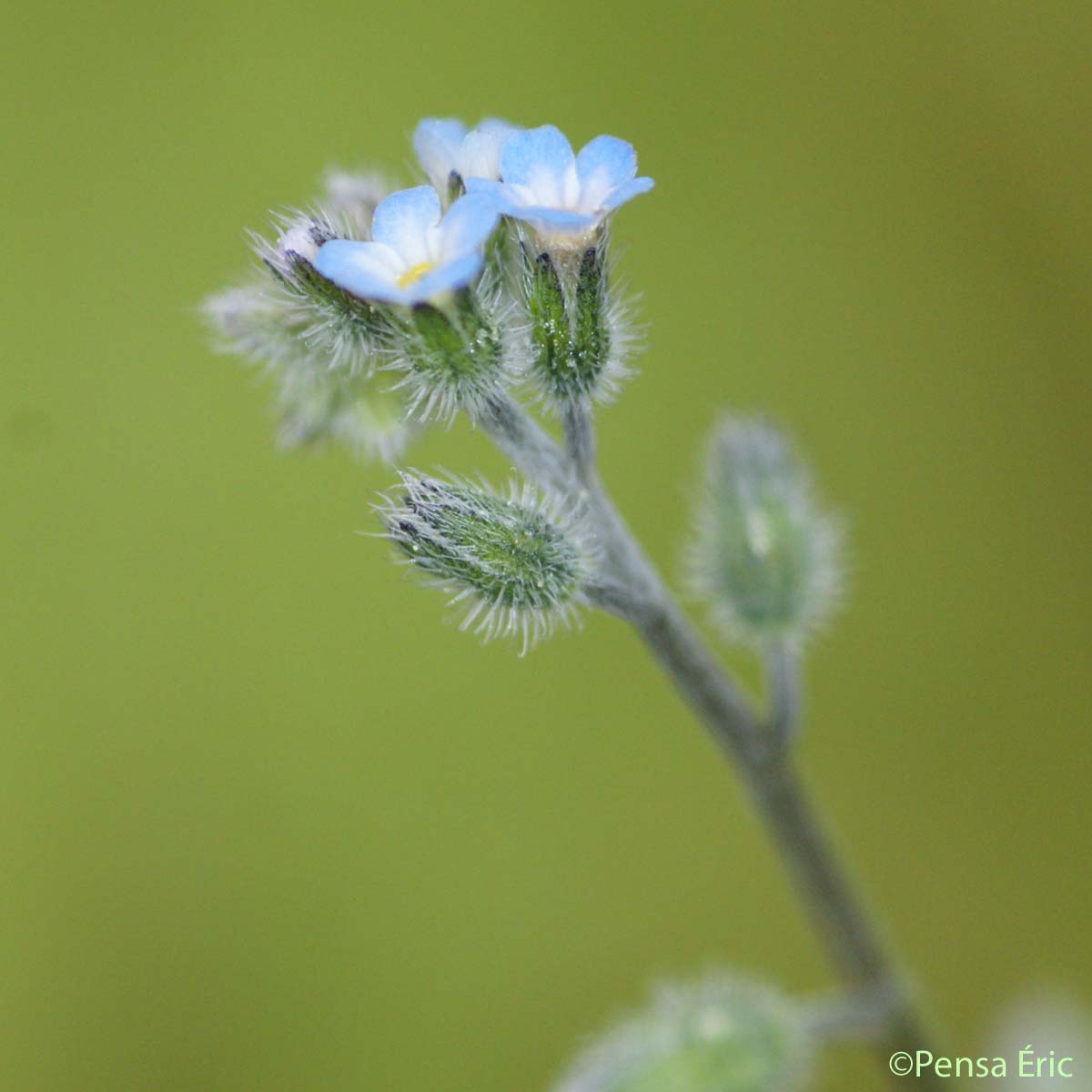 Myosotis hérissé - Myosotis ramosissima subsp. ramosissima