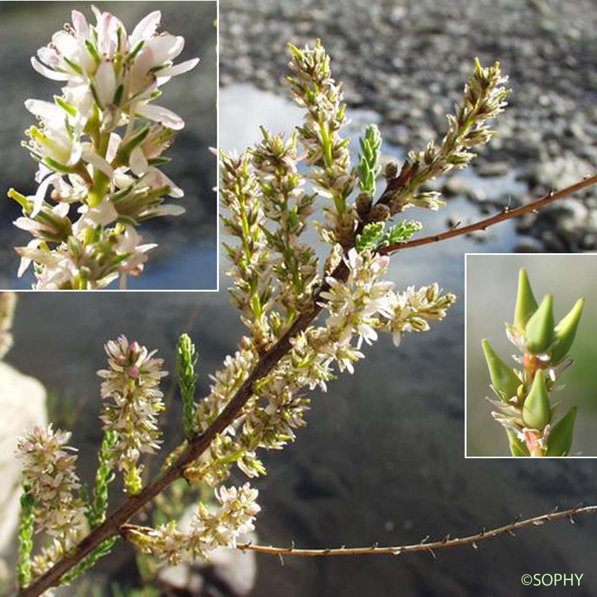Myricaire d'Allemagne - Myricaria germanica