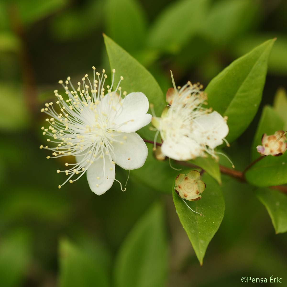 Myrte commun - Myrtus communis