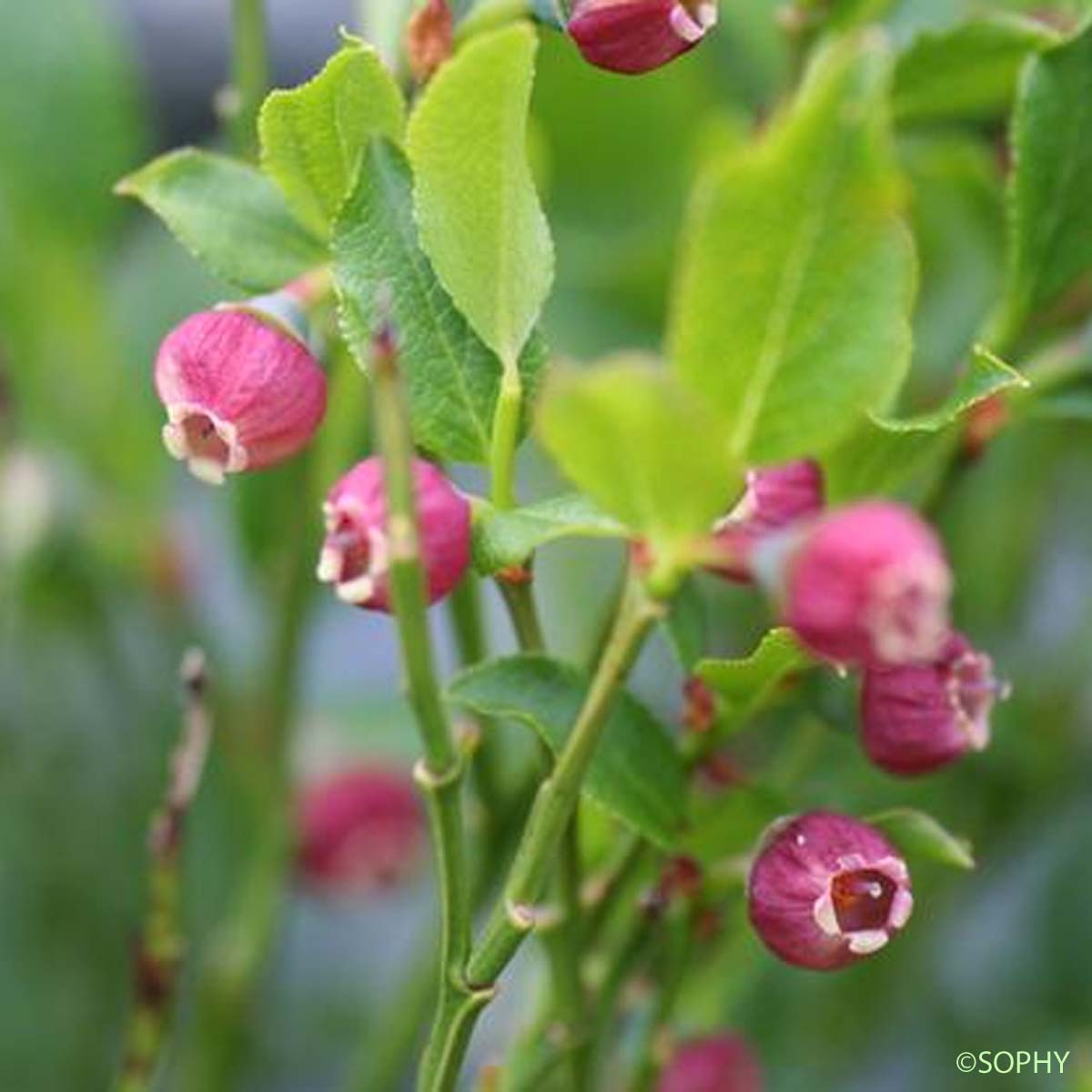 Myrtille - Vaccinium myrtillus