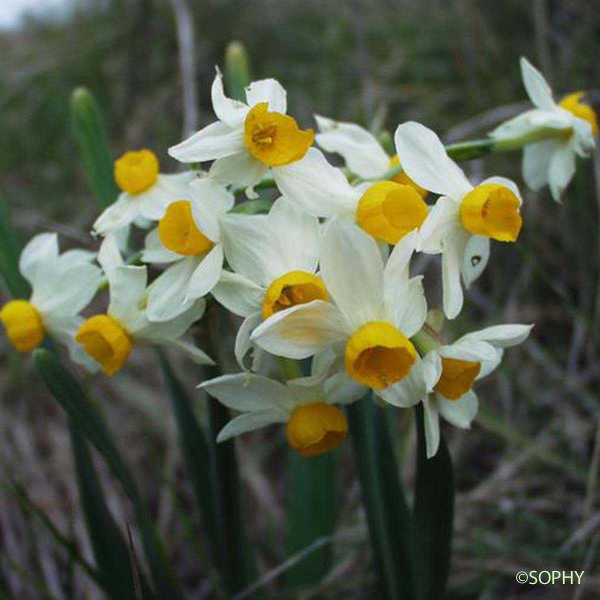 Narcisse à bouquets - Narcissus tazetta