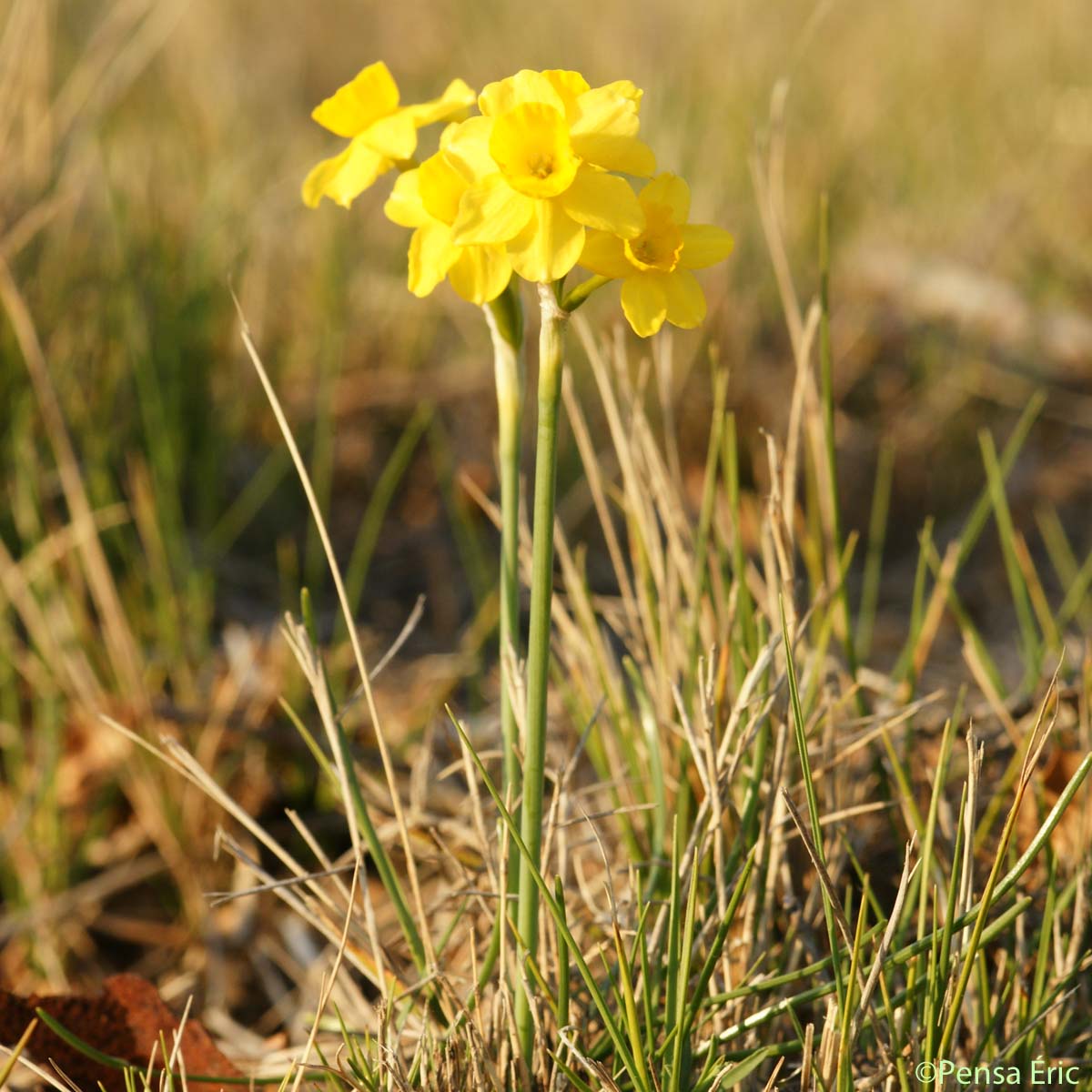 Narcisse d'Asso - Narcissus assoanus