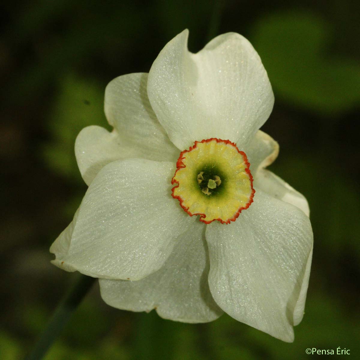 Narcisse des poètes - Narcissus poeticus