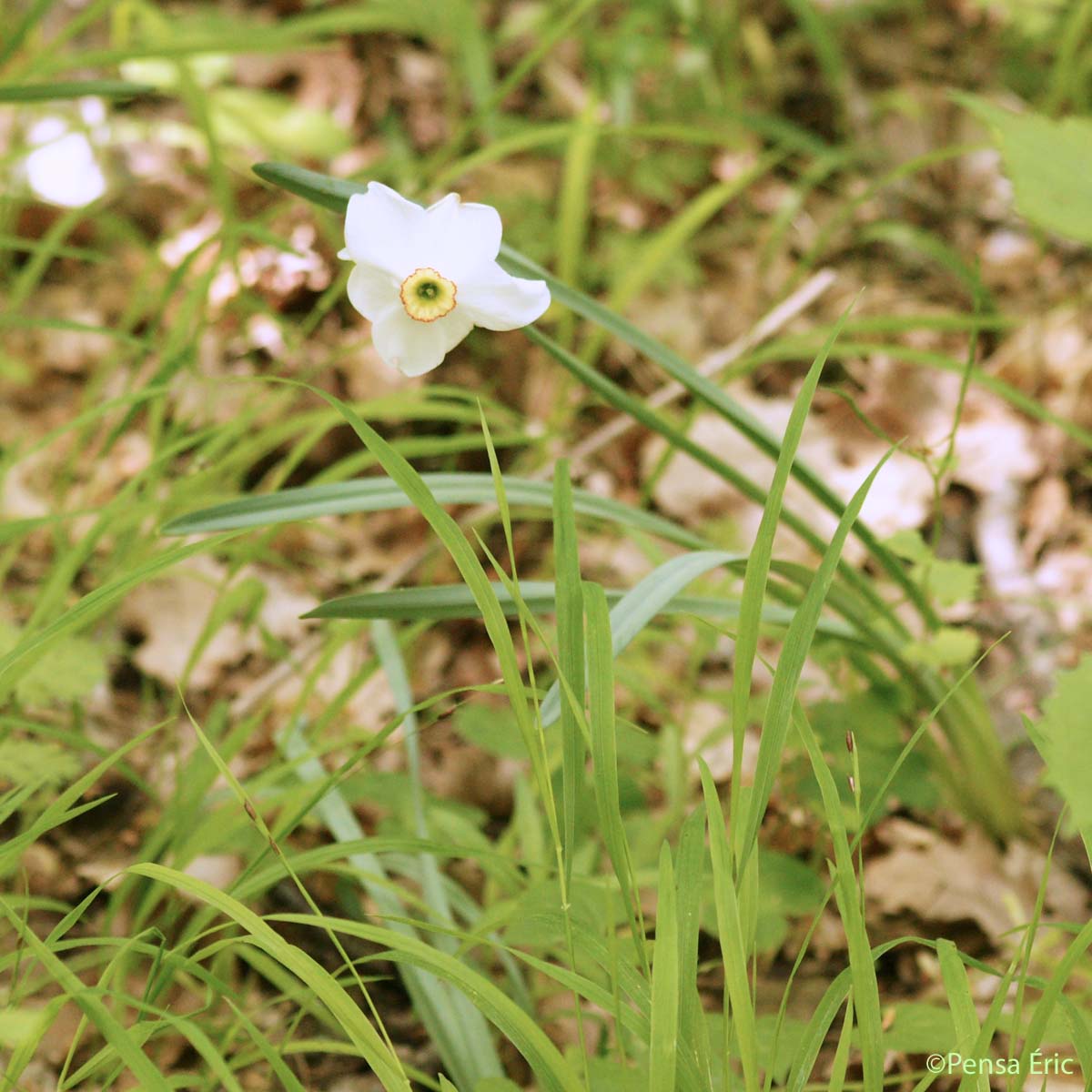 Narcisse des poètes - Narcissus poeticus