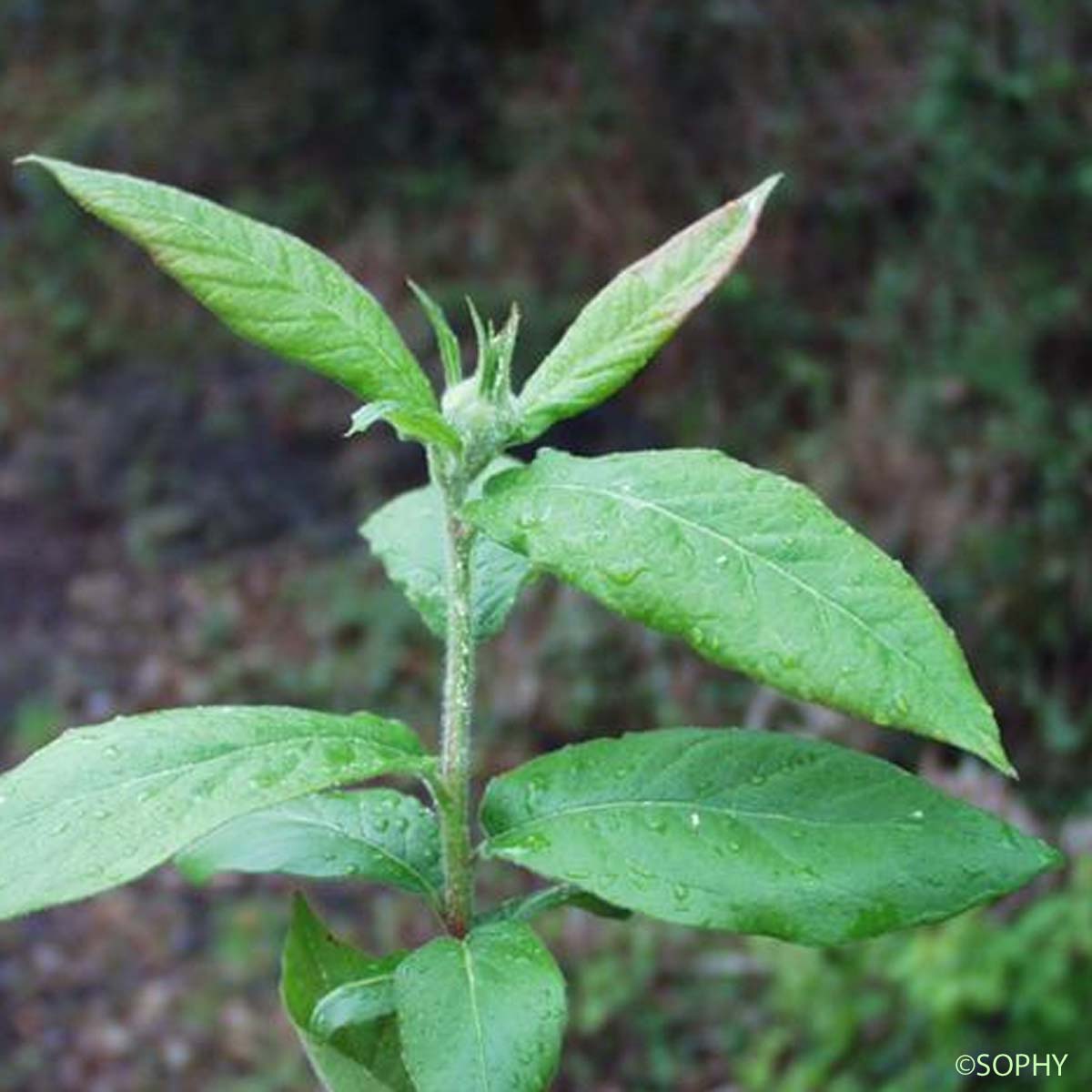 Néflier d'Allemagne - Crataegus germanica