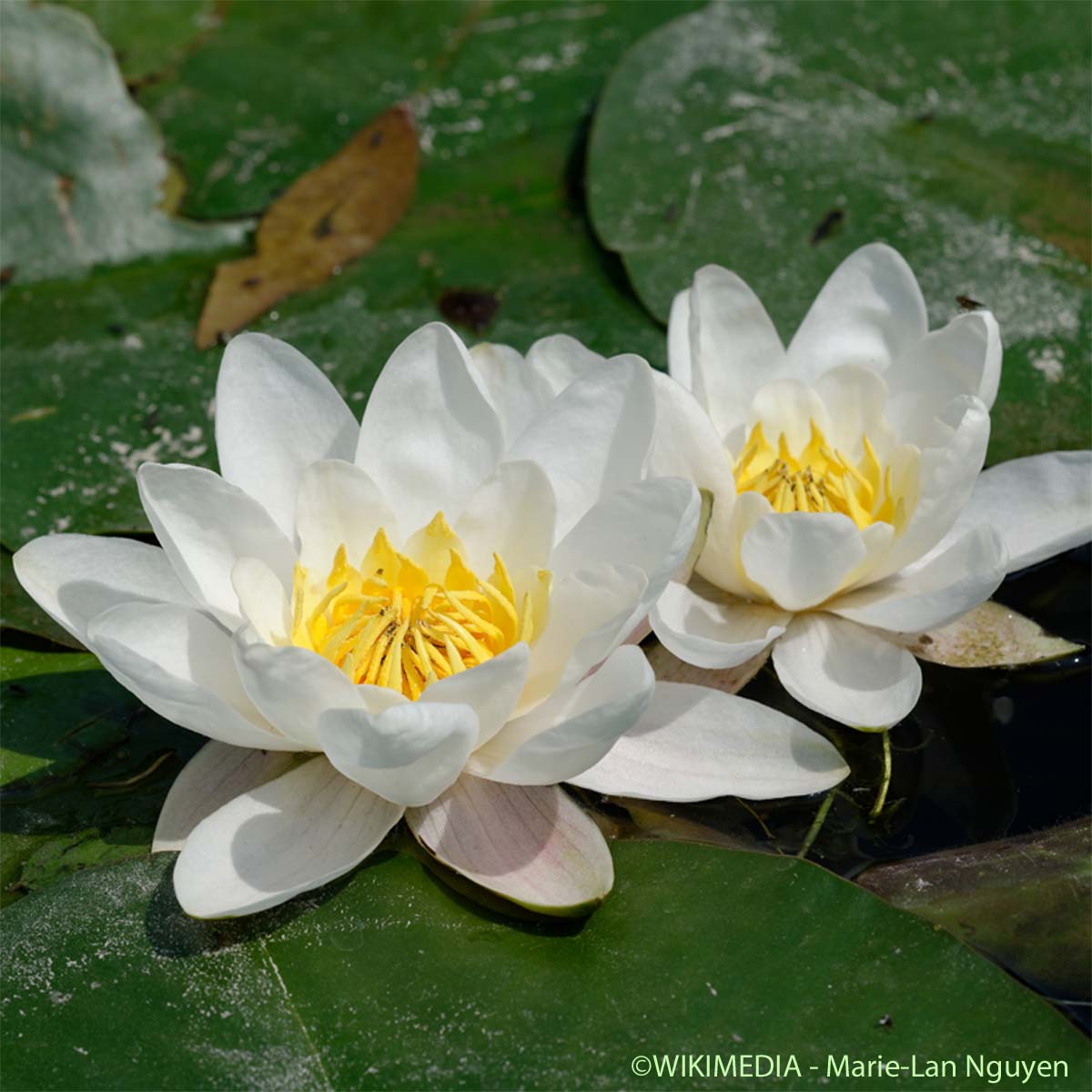Nénuphar blanc - Nymphaea alba