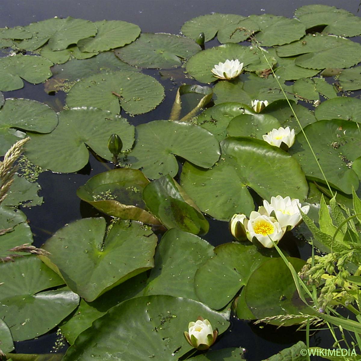 Nénuphar blanc - Nymphaea alba