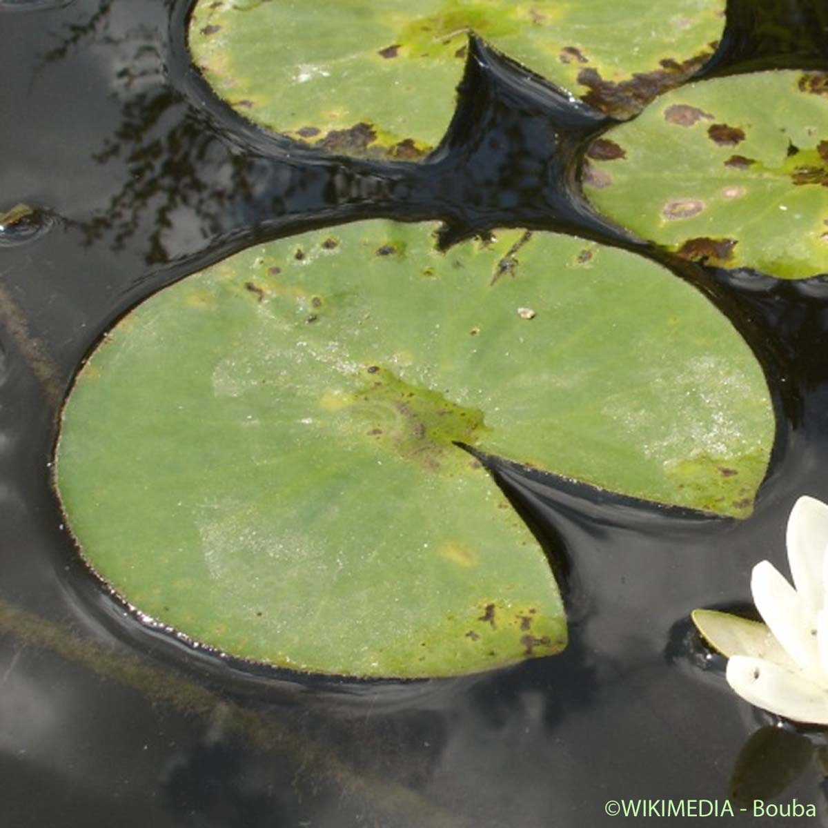 Nénuphar blanc - Nymphaea alba