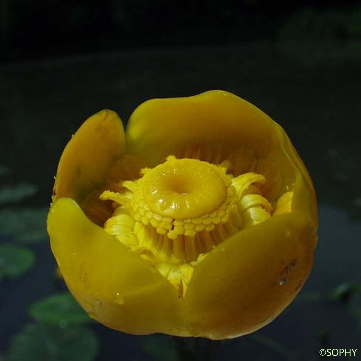 Nénuphar jaune - Nuphar lutea