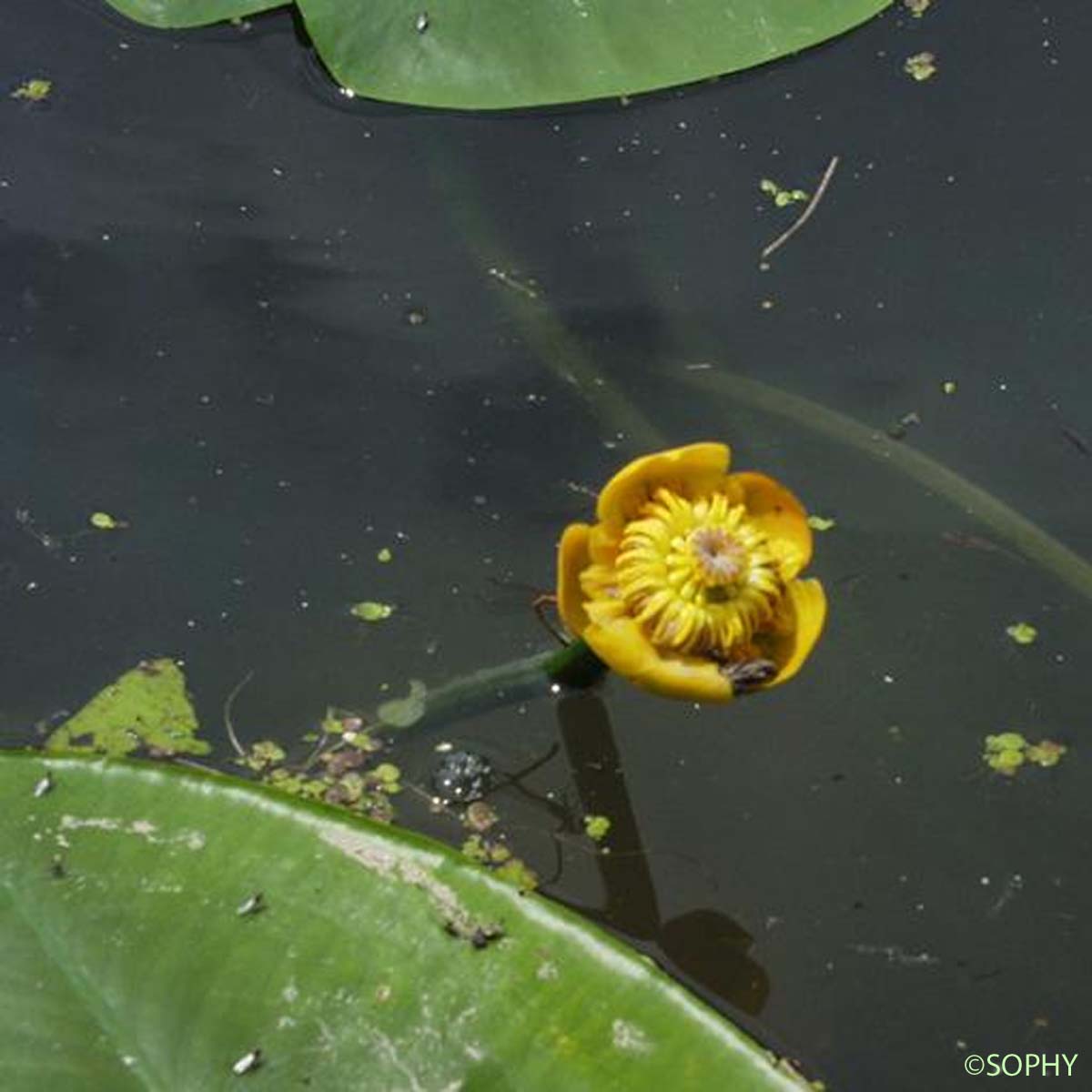 Nénuphar jaune - Nuphar lutea