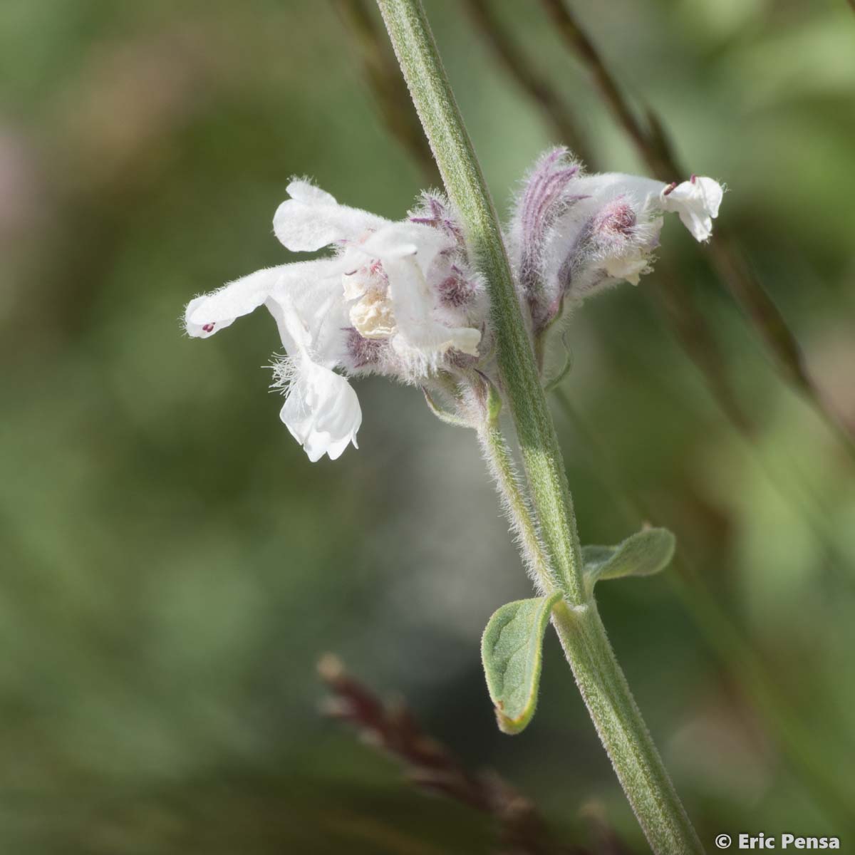 Népéta à feuilles lancéolées - Nepeta nepetella subsp. nepetella