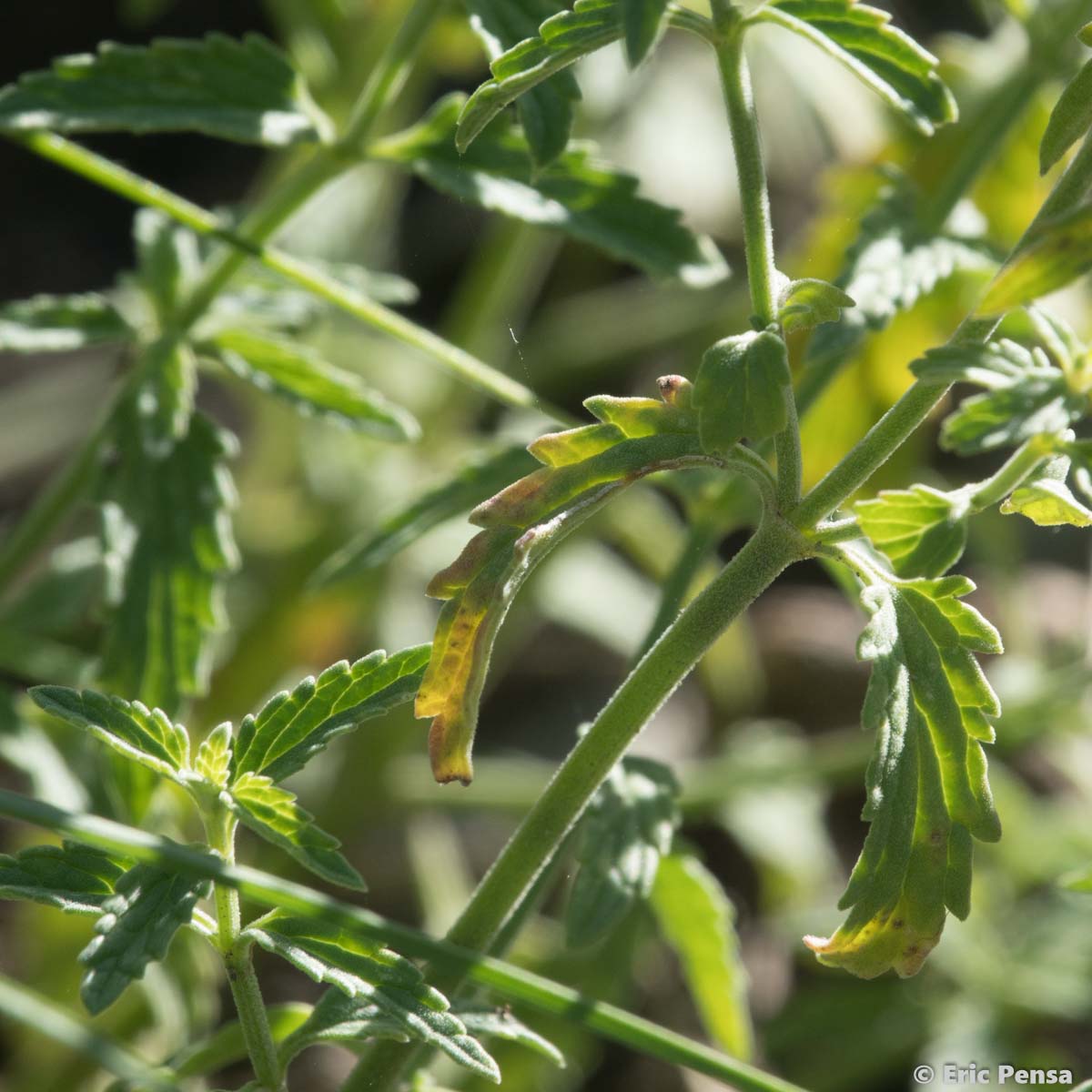 Népéta à feuilles lancéolées - Nepeta nepetella subsp. nepetella