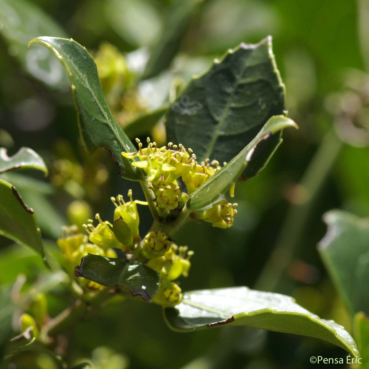 Nerprun Alaterne - Rhamnus alaternus subsp. alaternus