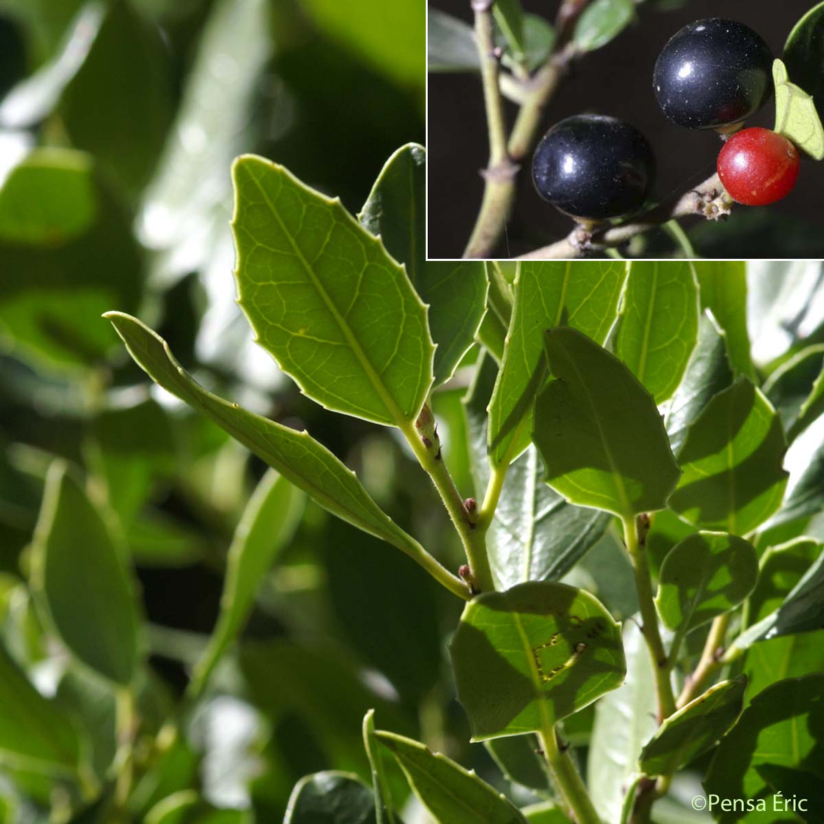 Nerprun Alaterne - Rhamnus alaternus