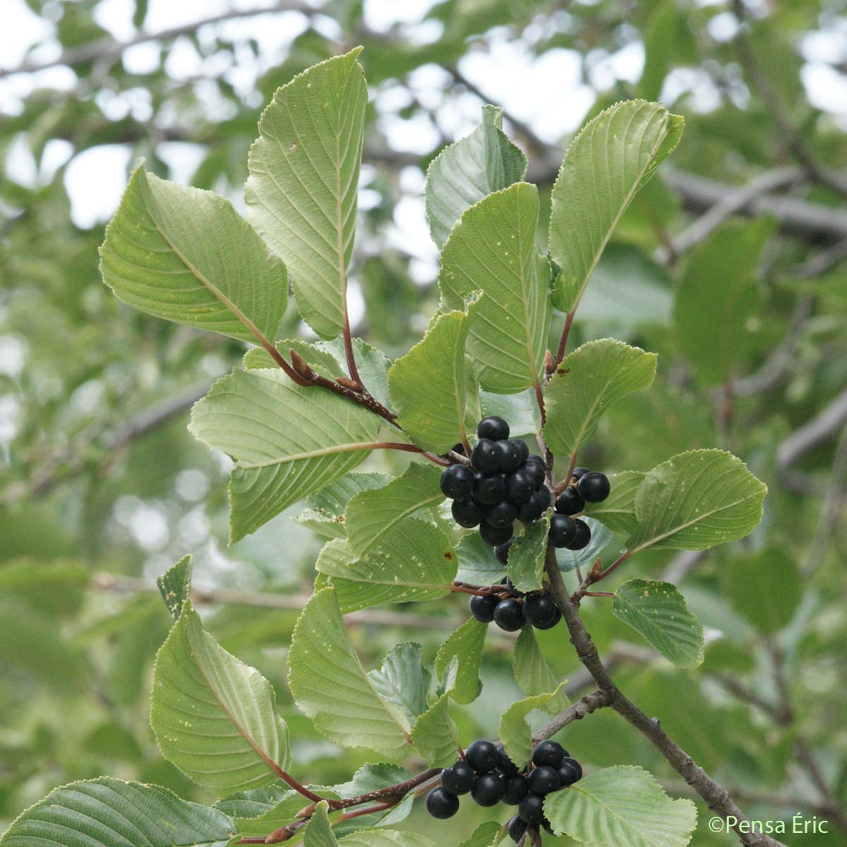 Nerprun des Alpes - Rhamnus alpina subsp. alpina