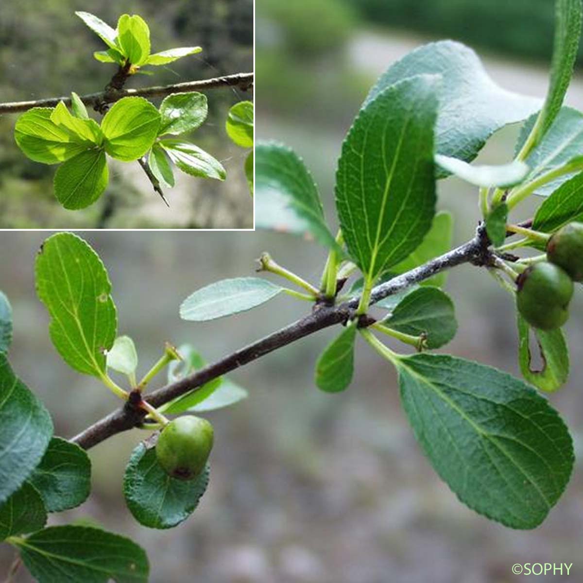 Nerprun des rochers - Rhamnus saxatilis subsp. saxatilis