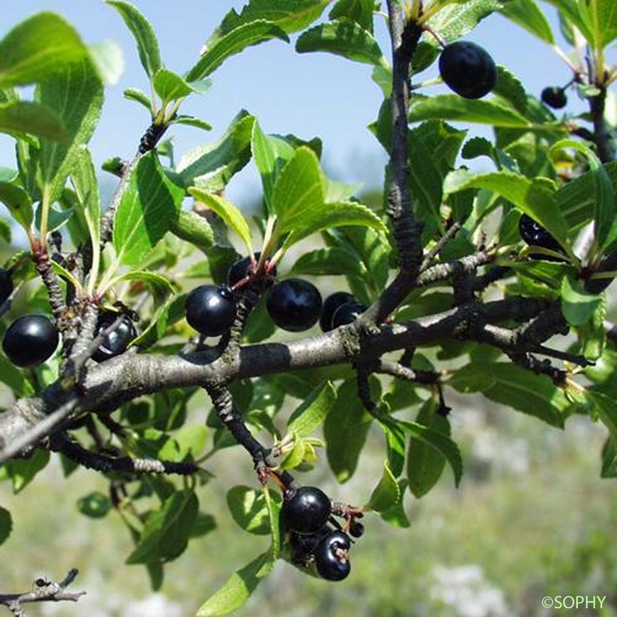 Nerprun des rochers - Rhamnus saxatilis subsp. saxatilis