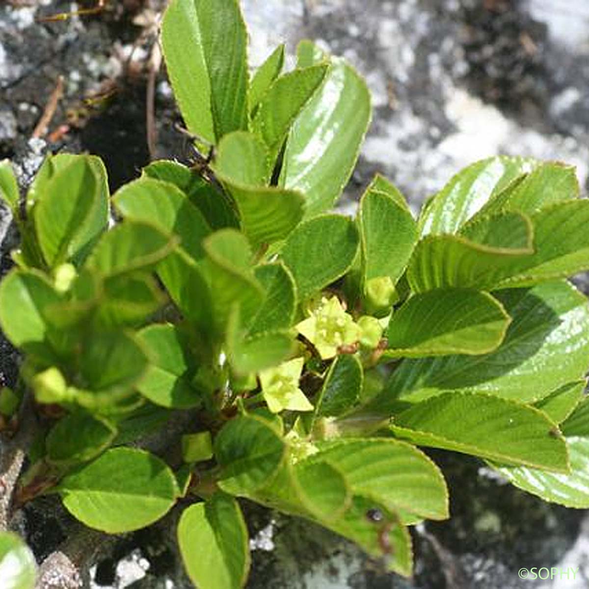 Nerprun nain - Rhamnus pumila