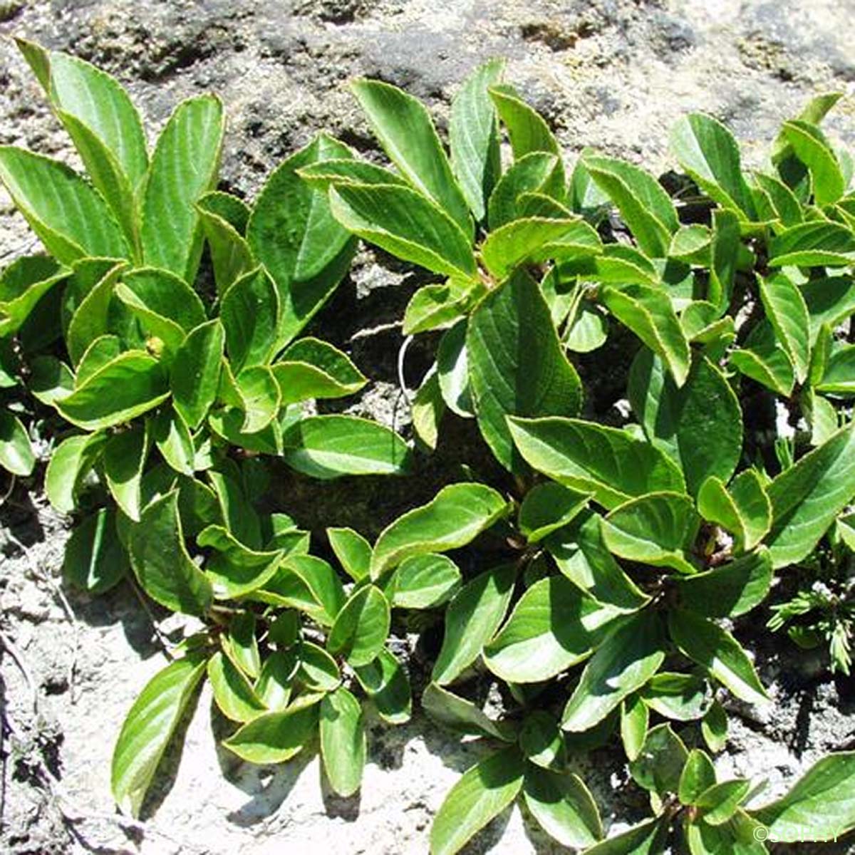 Nerprun nain - Rhamnus pumila