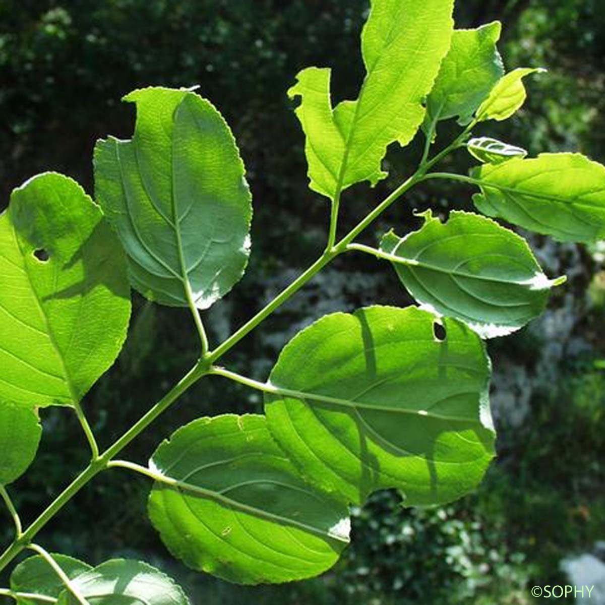 Nerprun purgatif - Rhamnus cathartica