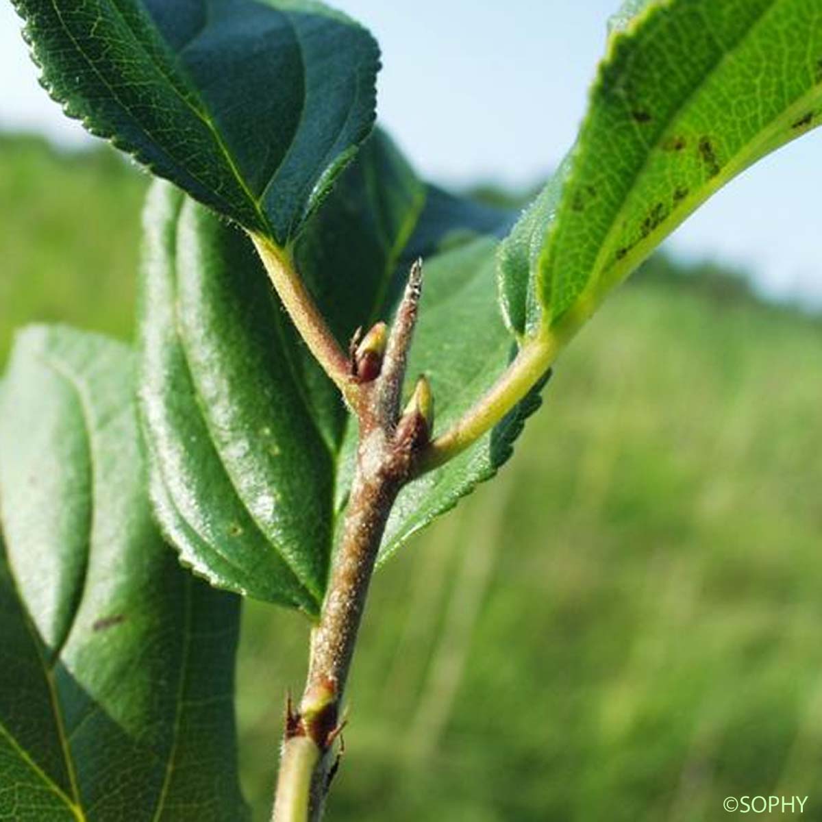 Nerprun purgatif - Rhamnus cathartica