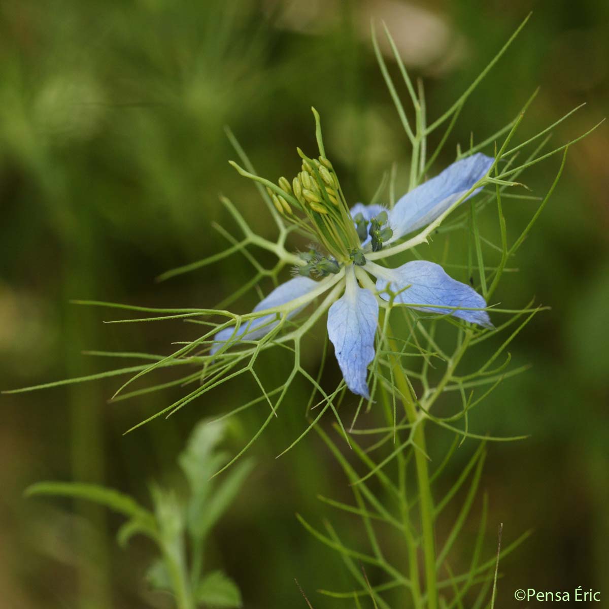 Nigelle de Damas - Nigella damascena