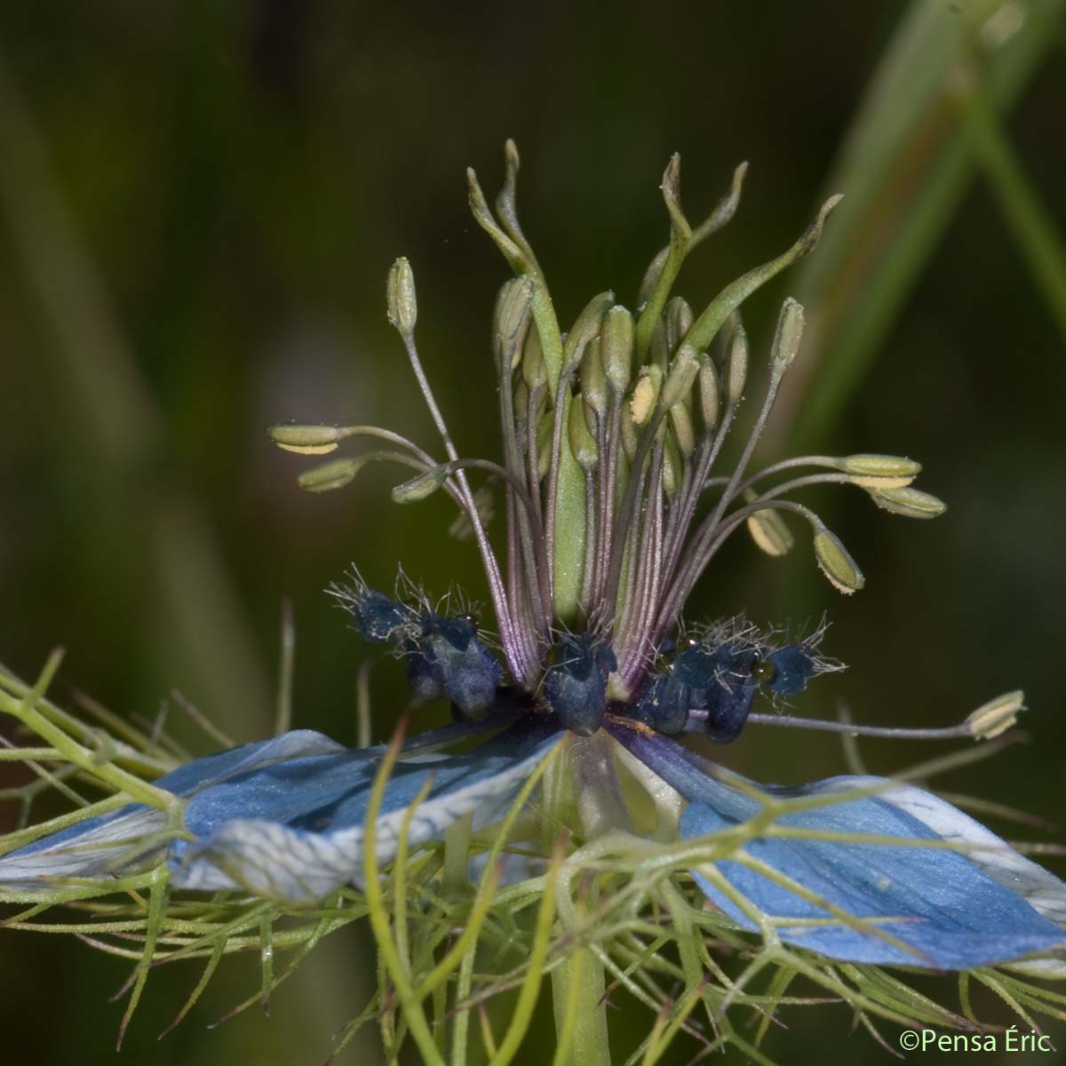 Nigelle de Damas - Nigella damascena