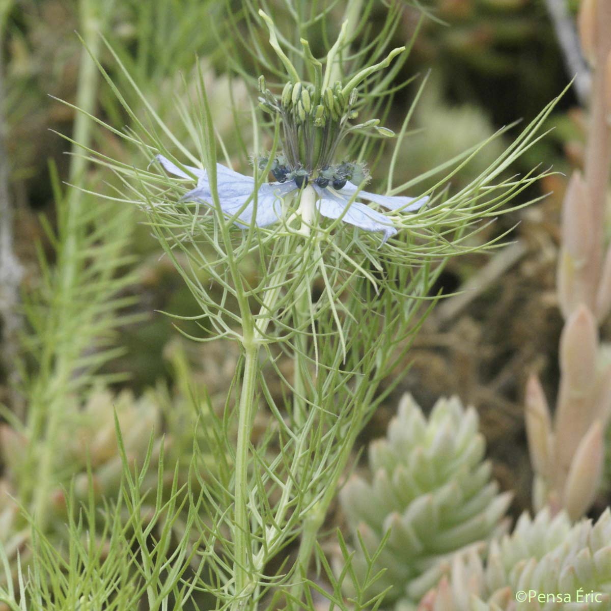 Nigelle de Damas - Nigella damascena