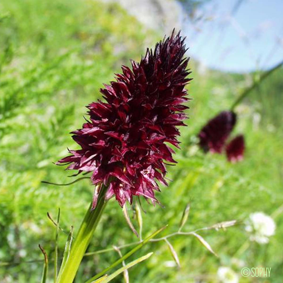 Nigritelle noire - Gymnadenia nigra subsp. rhellicani