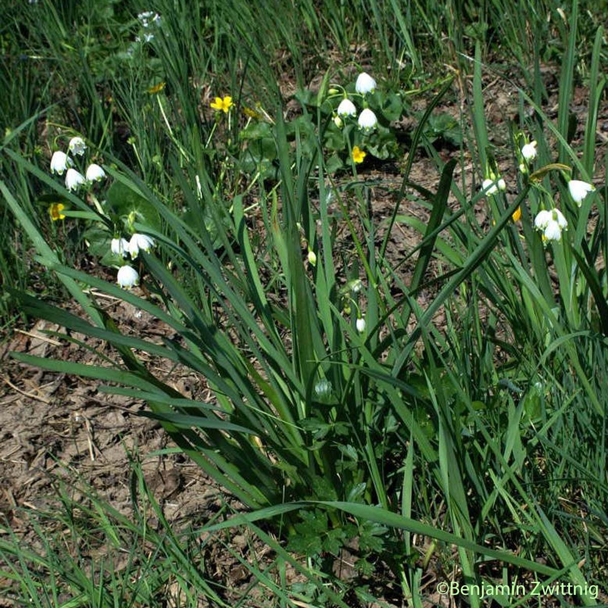 Nivéole d'été - Leucojum aestivum