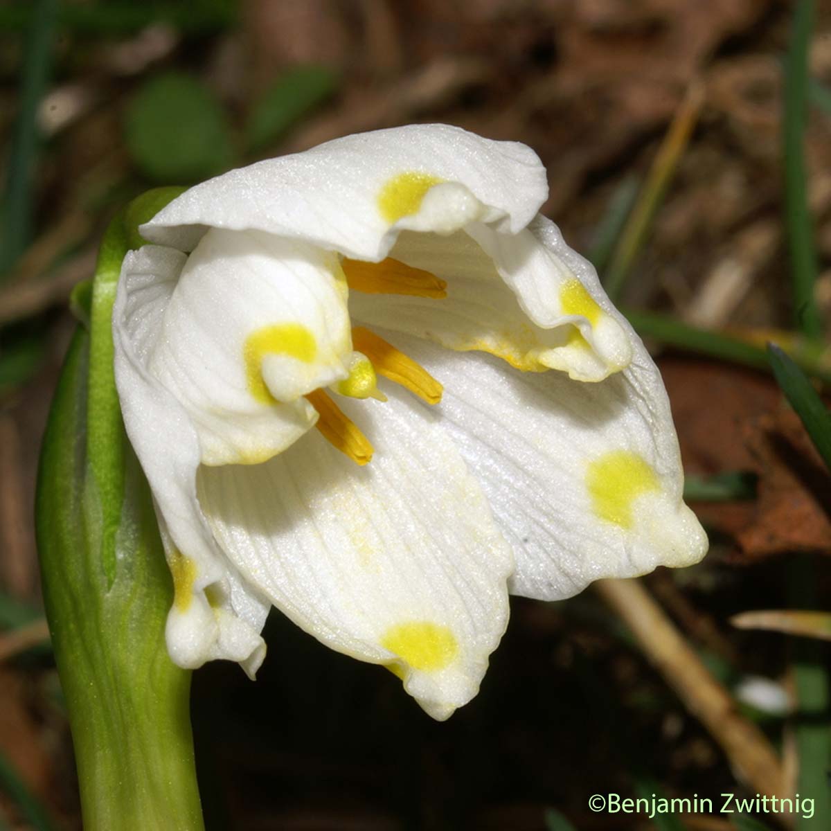 Nivéole de printemps - Leucojum vernum