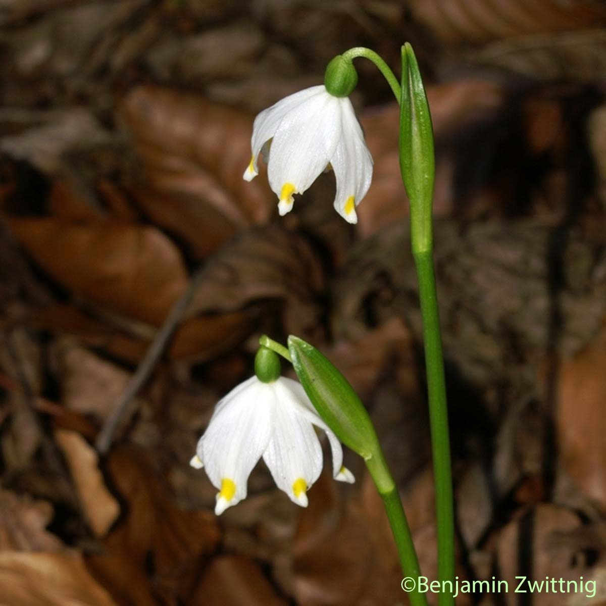 Nivéole de printemps - Leucojum vernum