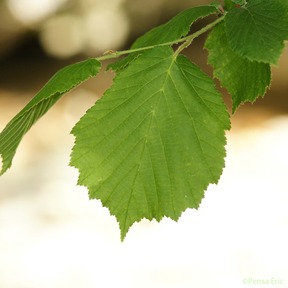 Noisetier - Corylus avellana